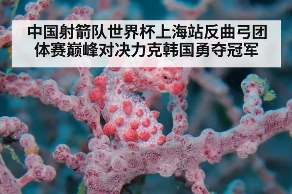 中国射箭队世界杯上海站反曲弓团体赛巅峰对决力克韩国勇夺冠军